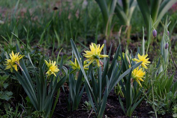 feeding daffodils