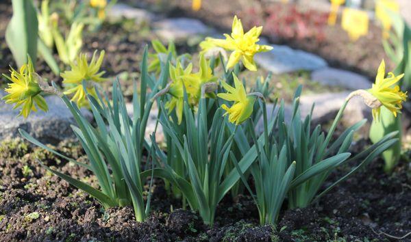 daffodils in the garden