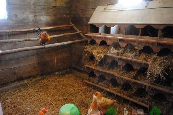 Hühnernester