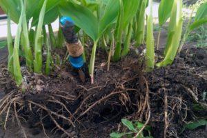 Wie und wann ist es besser, den Wirt im Herbst an einen anderen Ort zu verpflanzen?