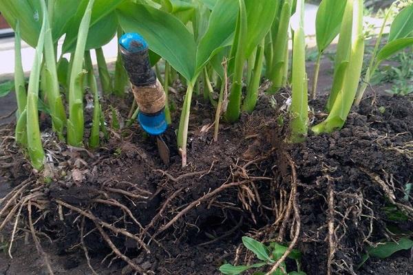 Schaufel in den Boden