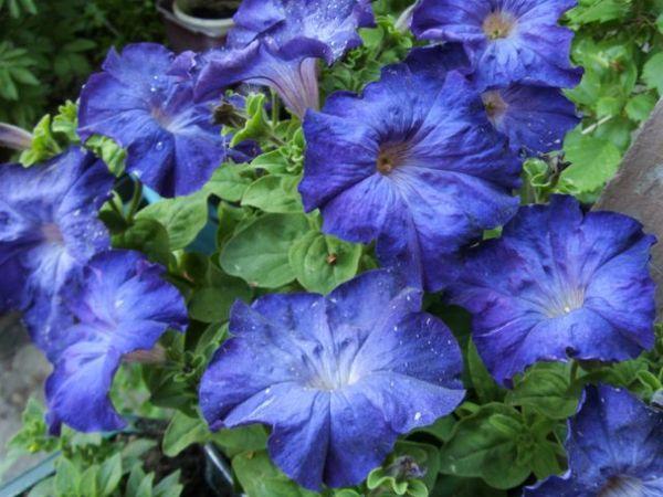 Morne bleu
