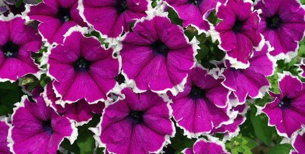 pétunias fleuris
