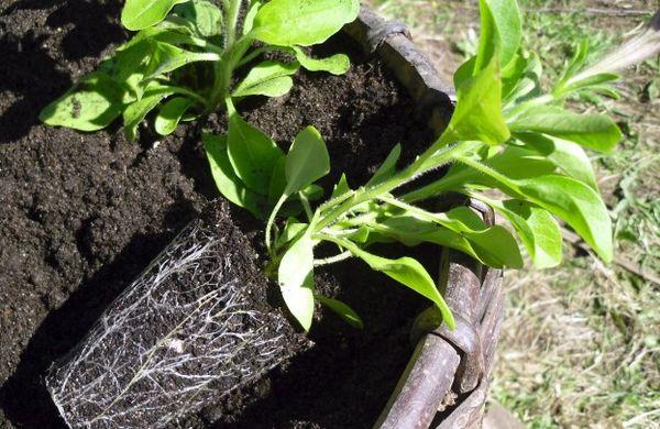 plantation de pétunias