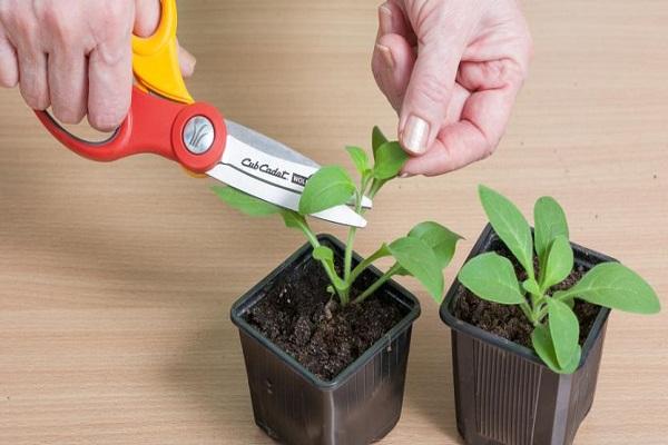 gewachsene Sitzgelegenheiten