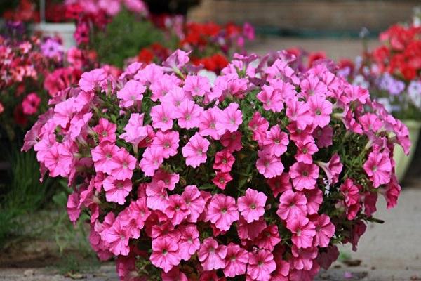 Fleur de la Gioconda