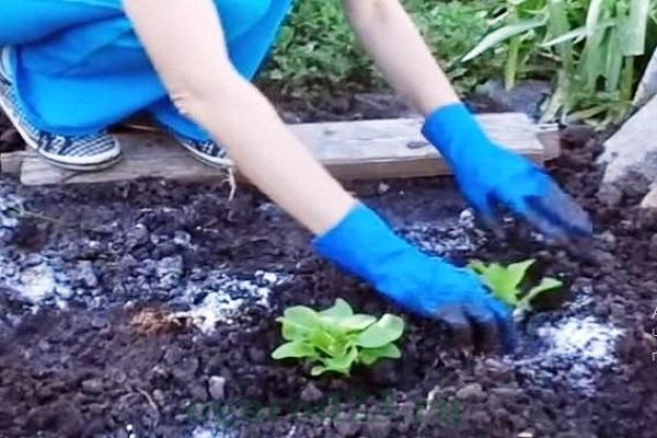 Landung nach dem Schema