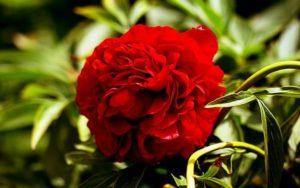 Beschreibung und Eigenschaften der Pfingstrosensorten Henry Bokstos, Anbau