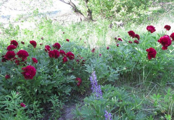 peonies in the garden