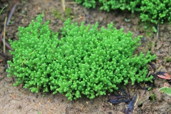 Garten Sedum