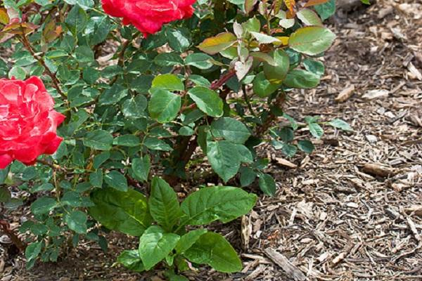 mit Sägemehl bestreuen