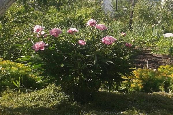 unter der Sonne verhärten