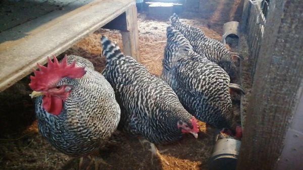Hühner in einem Hühnerstall