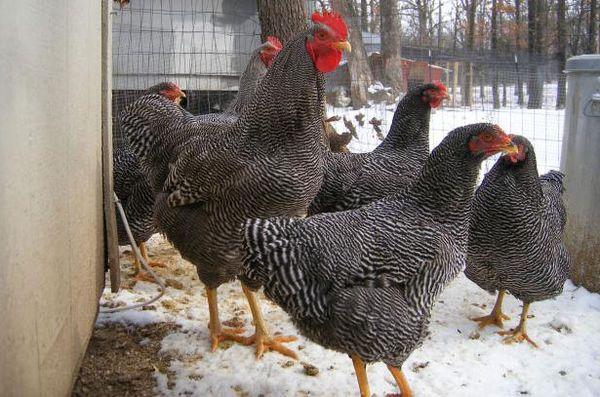 Arten von Plymouth Rocks