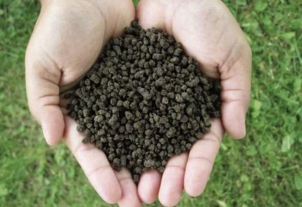 Replenishment of gladioli