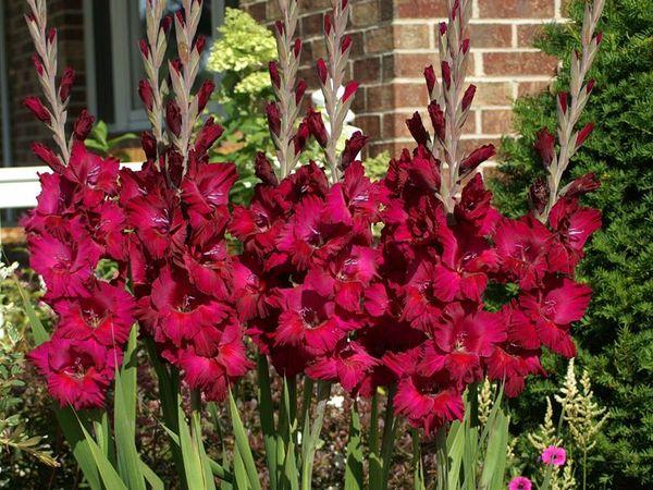 red gladioli
