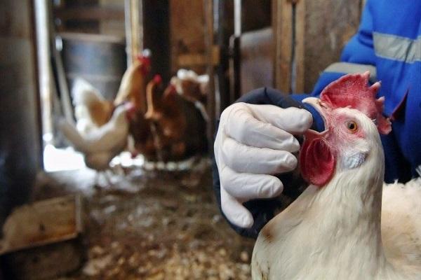 Erkennung von Krankheiten