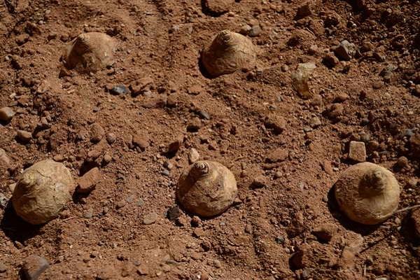 eine Geflügelfarm pflanzen