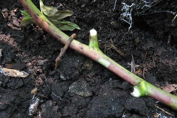 Vorbereitung vor der Impfung