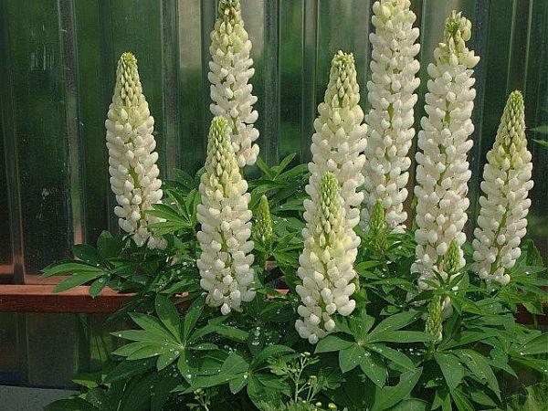 lupin blanc