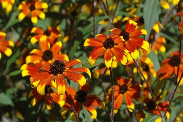 highly branched stems