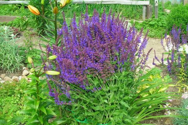 Busch auf der Baustelle