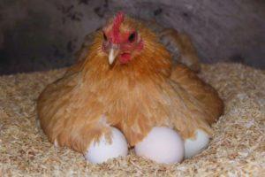 How many days or days does it take for a hen to hatch chickens, recommendations for the selection of eggs