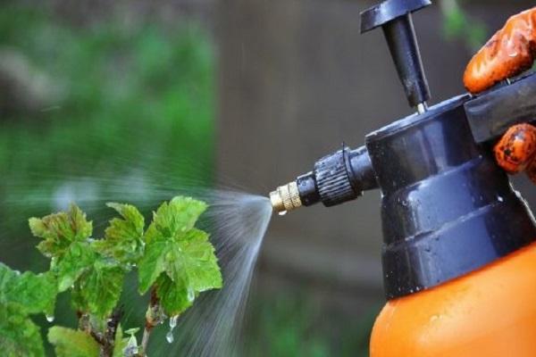 traitement des insectes