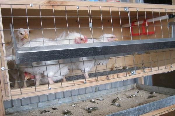 les poulets sont agités