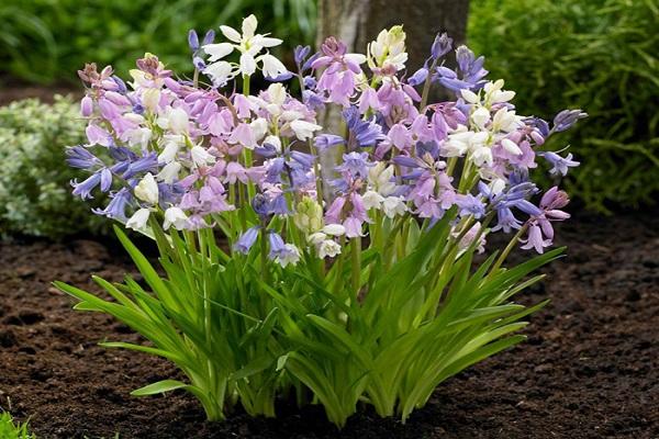 boutons de fleurs cloches