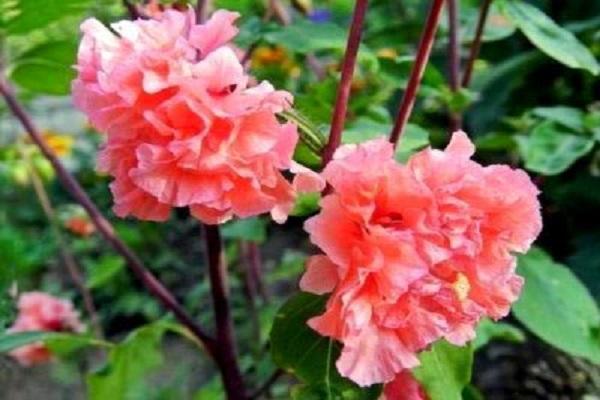 Frottee Blütenstände