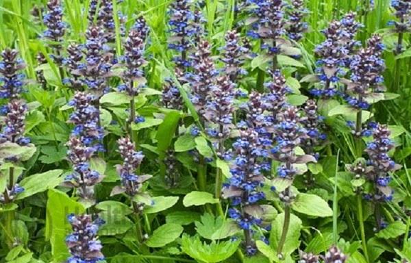 Turkestan hartnäckig