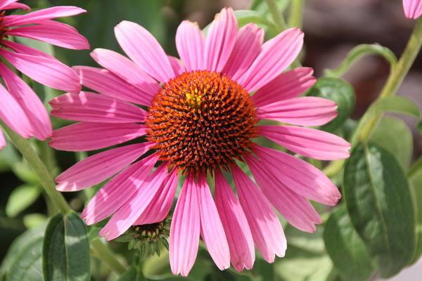 echinacea in the garden