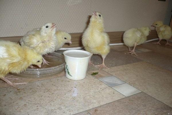 preparation in water