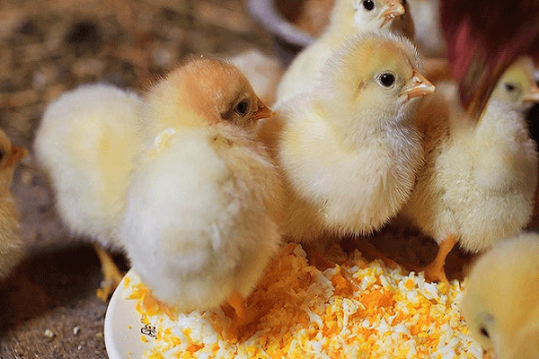 little chicks
