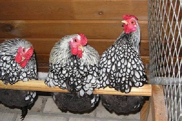 poule sexuellement mature