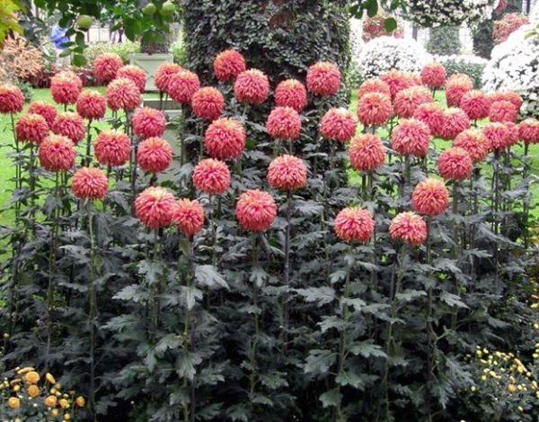 Chrysanthème haut