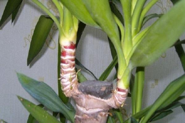 l'apparition de pourriture