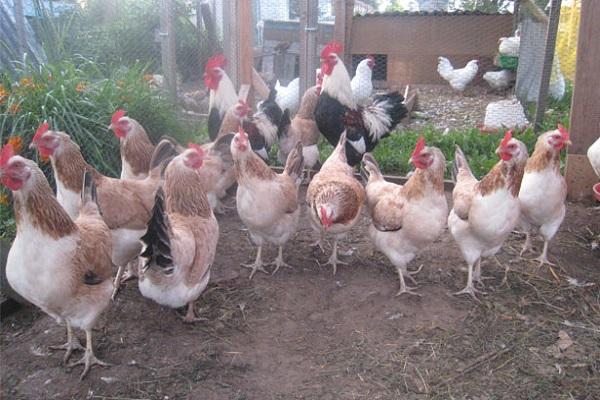 im Hof ​​spazieren gehen