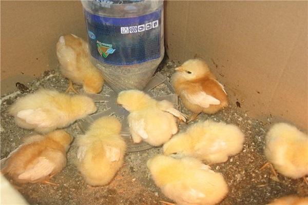 junge Highsek Hühner