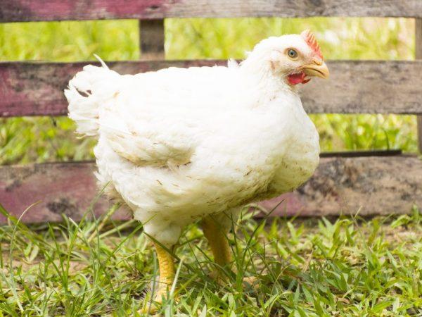 poulet de chair ROSS-308