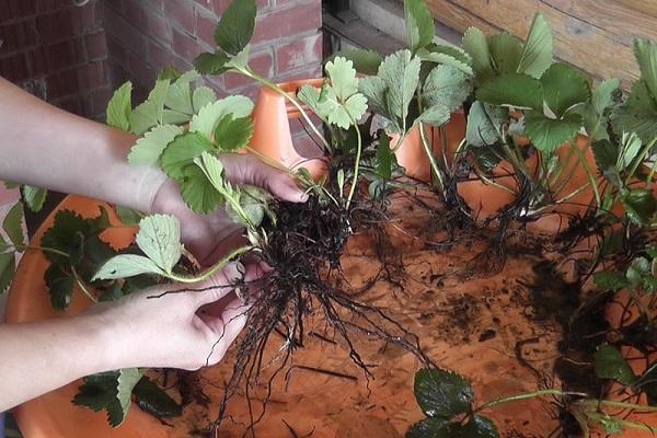 Sämlinge vorbereitet