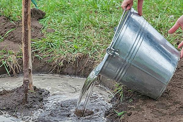 arrosage à la racine