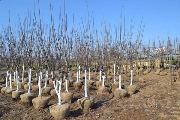 plants sur le marché