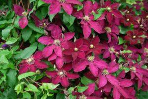 Description and cultivation of clematis varieties Ernest Markham, pruning group