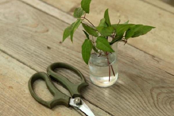 Stecklinge vorbereitet