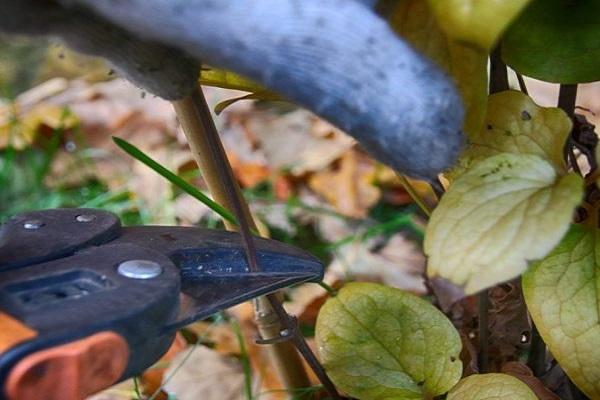 pruning for winter