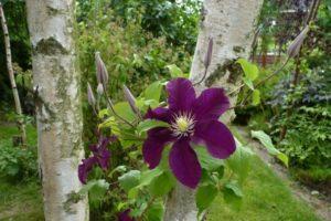Beschreibung und Anbau von Varshavska Nike Clematis, Schnittgruppe