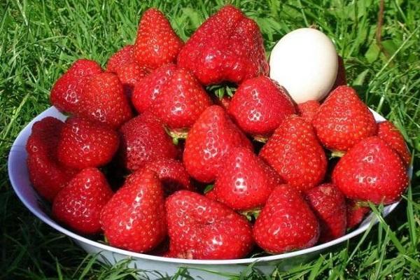 baies dans une assiette