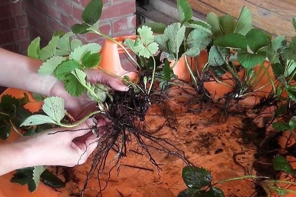 partager des racines